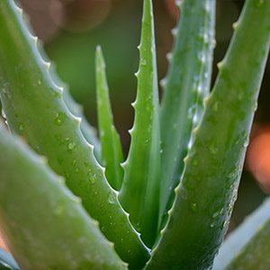 Aloe Vera