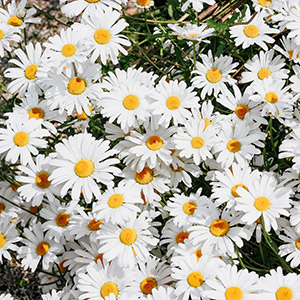 Gänseblümchen